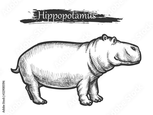 Hippopotamus sketch, African zoo wild animal