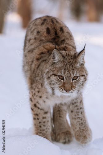 European linx in winter  Norrbotten  Sweden