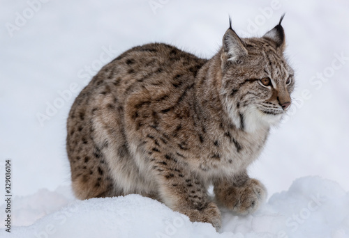 European linx in winter, Norrbotten, Sweden