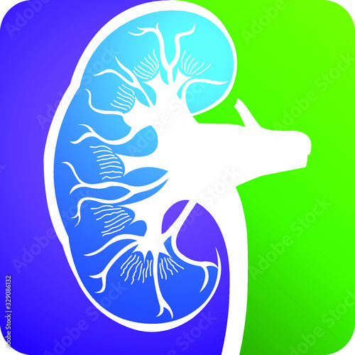kidney logo