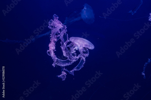Purple striped jellyfish in the water. © silkstocking