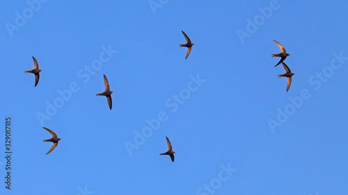 Schilderij op canvas A flock of  flying black swifts. Common Swift (Apus apus).