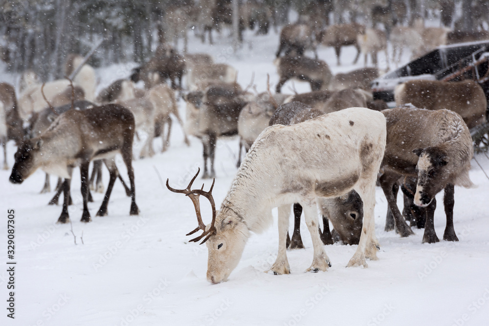 Reindeers in natural environment with snow, Lapland, north Sweden, during winter Reindeers in natural environment with snow, Lapland, north Sweden, during winter