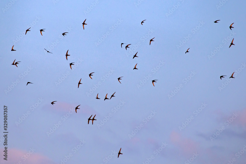 A flock of flying black swifts. Common Swift (Apus apus). A flock of flying black swifts. Common Swift (Apus apus).
