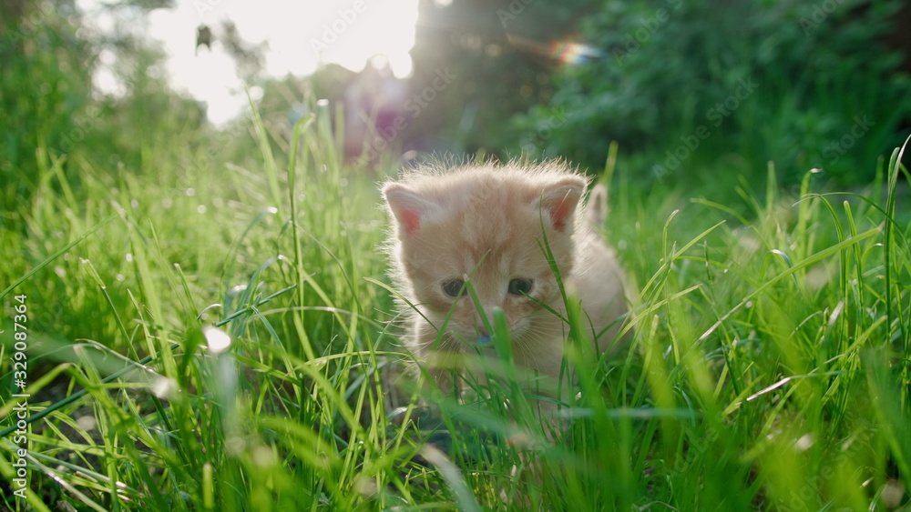 Cute Ginger Kitten with Blue Eyes is Walking Timidly in Green Grass with Dew with Beautiful Sunlight and Lense Flare. Low Angle
