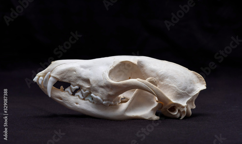 Obraz na płótnie Fox skull
