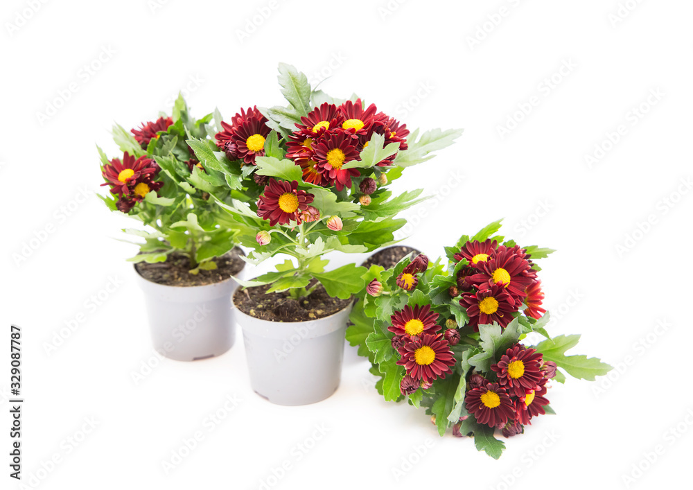 Chrysanthemum with burgundy flowers. Indoor perennial flower on a white background