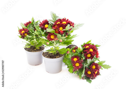 Chrysanthemum with burgundy flowers. Indoor perennial flower on a white background