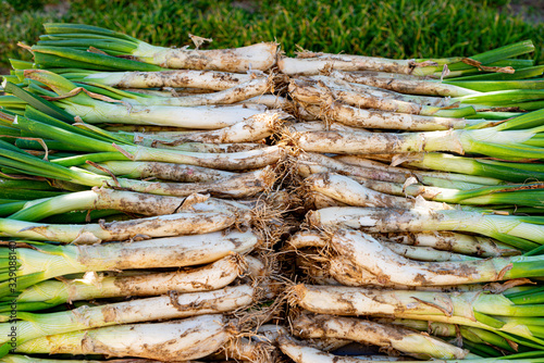 Traditional food Catalonia - Spain photo