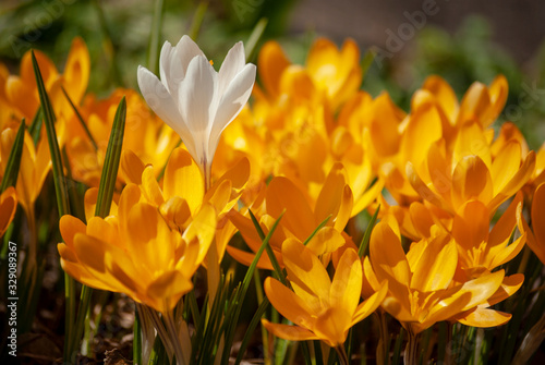 Beautiful spring background with a group of blooming yellow and white crocus flowers. Spring primroses. One white among the yellow crocuses. Being different. Selective focus. Close up