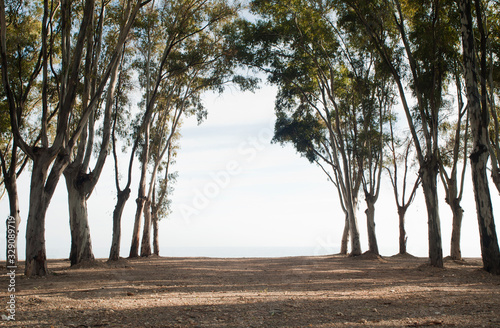 dry stream without water, large trees on the banks of the river, bridges in the backgrounddry stream without water, large trees on the banks of the river, bridges in the backgrounddry stream without w photo