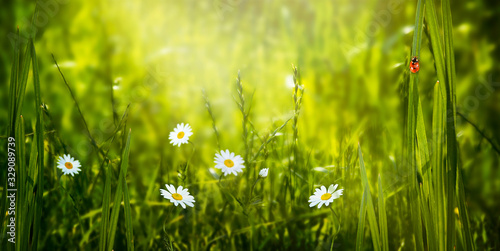 Spring eco background with blooming daisies chamomile flowers blossom on fresh clean green lawn and red ladybug sitting on blade of grass on a sunny summer day and shining light sun ray
