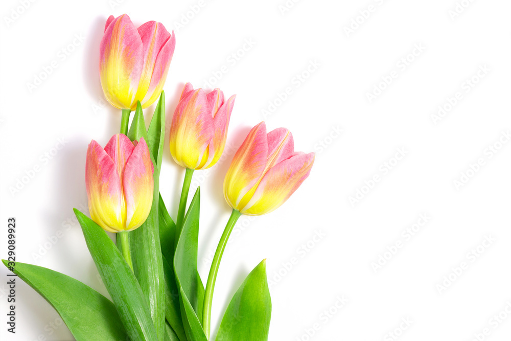 Pink tulips on white background, springtime bouquet Pink tulips on white background, springtime bouquet