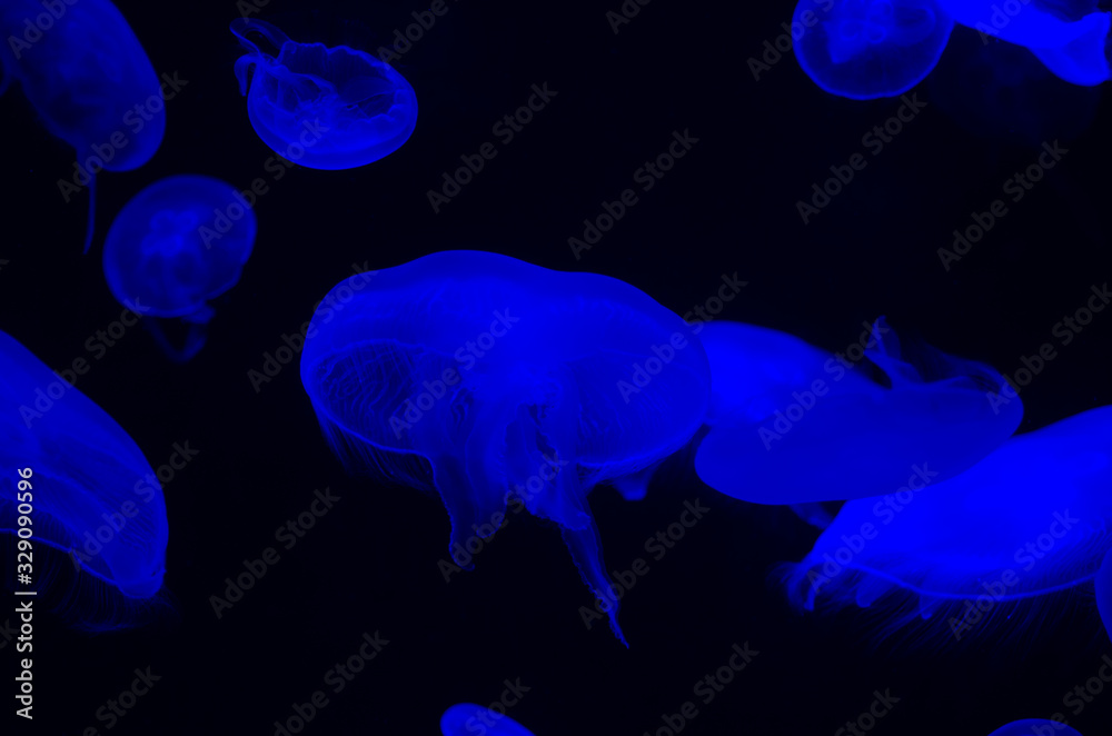 Blurred blue jellyfish with a black pattern background Blurred blue jellyfish with a black pattern background