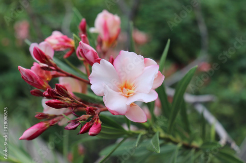 The garden with blooming plant oleander. Close up soft pink sweet oleander flower. Decorative shrub.It is considered one of the most toxic garden plants.