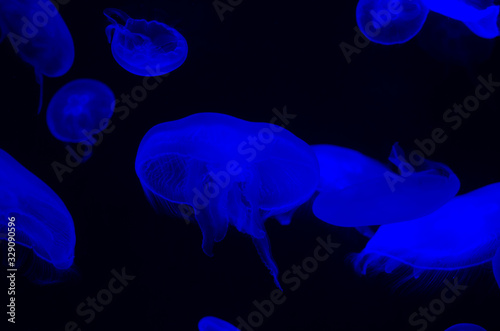 Blurred blue jellyfish with a black pattern background
