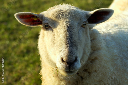 Was sagt der intensive Blick von einem  Schaf ?