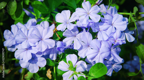 Violet flowers in the garden.