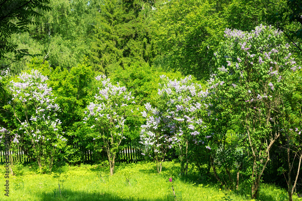 Blooming lilac bushes in spring garden on a sunny day Blooming lilac bushes in spring garden on a sunny day