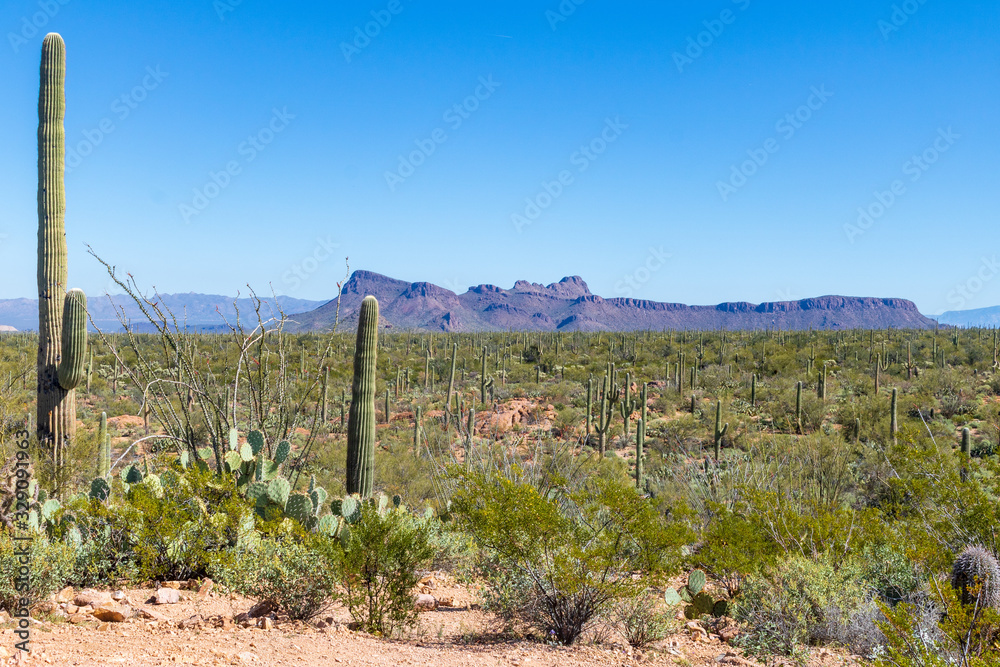 A forest of saguaro cactus and other desert plants provides a foreground for a large rock formation