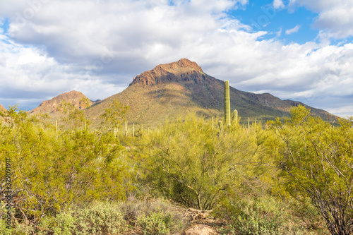 Obraz na plátně A single mountain with mesquite trees and saguaro cacti