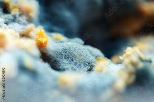Mold grown in petri dishes in the laboratory. Macro close-up of penicillin mold.