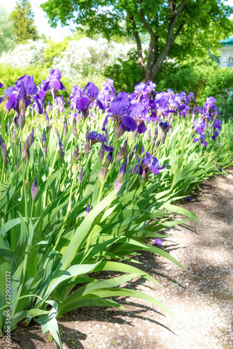 Purple Iris in full bloom on flowerbed in garden on sunny day