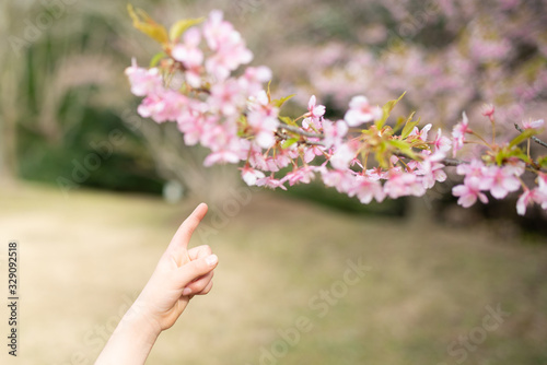 桜の花を指さす子供の手