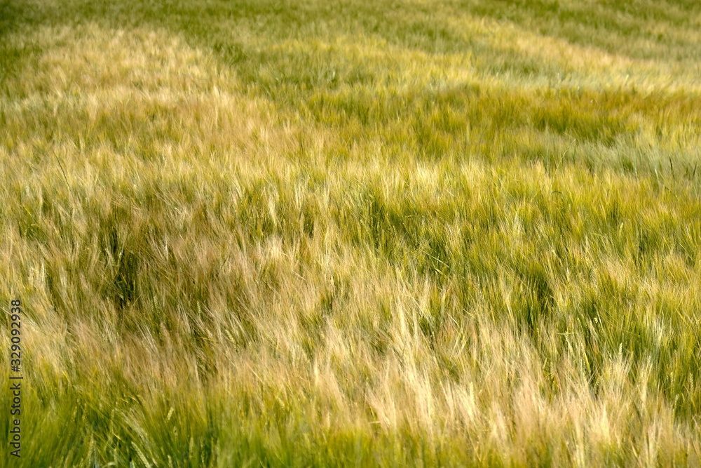 Barley swaying during windy weather on Bornholm island, Denmark. Barley swaying during windy weather on Bornholm island, Denmark.