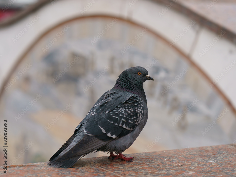 Obraz premium Portrait of a pigeon on a city street. Spring Moscow street, Tverskaya subway station entrance. The theme of animal care, virus protection and social issues.