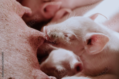 Young Piglets at Livestock Farm