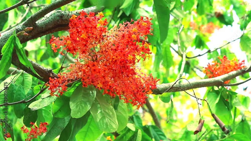 Asoka, Saraca, Sorrowless tree bouquet flowers is blooming in the garden1