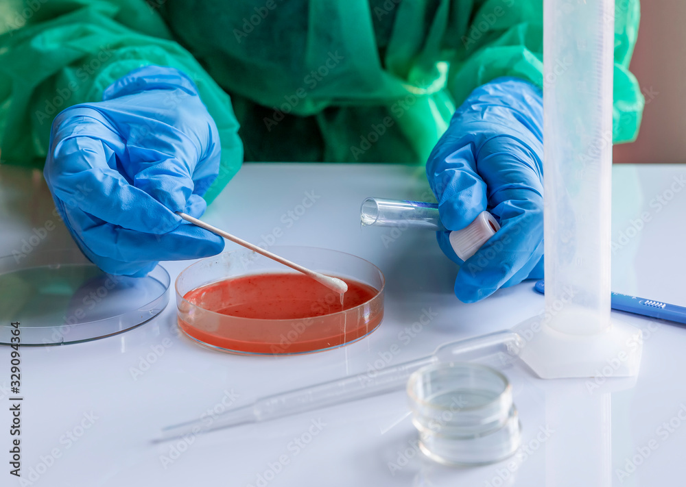 Laboratory technician sows a culture medium for the development of microorganisms and bacteria Laboratory technician sows a culture medium for the development of microorganisms and bacteria