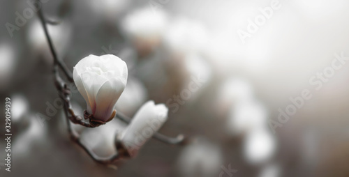 magnolia flower in spring time