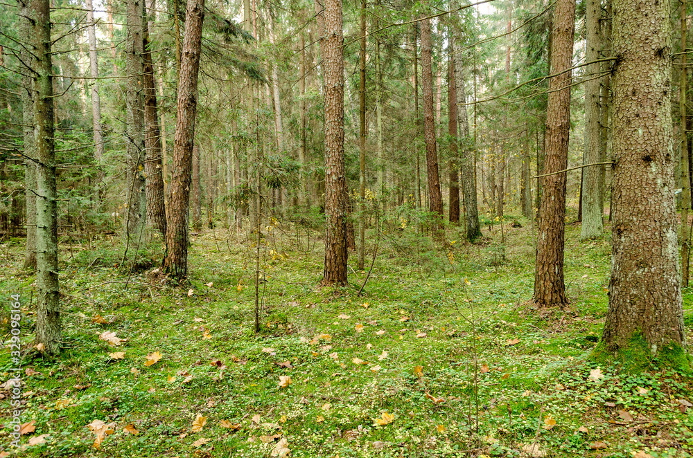 Fototapeta premium Coniferous forest. Wild forest thicket.