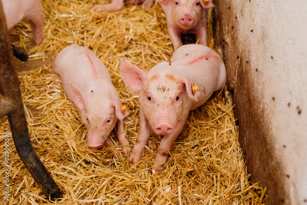 Young Piglets at Livestock Farm Young Piglets at Livestock Farm