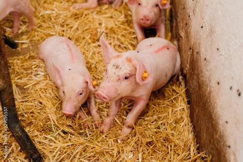 Young Piglets at Livestock Farm