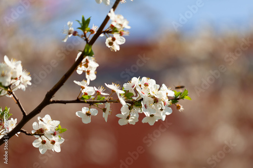 beautiful view of flowering cherries - Agriculture © volf anders