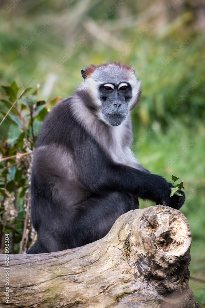 Red Capped Mangabey, Cercocebus torquatus Red Capped Mangabey, Cercocebus torquatus