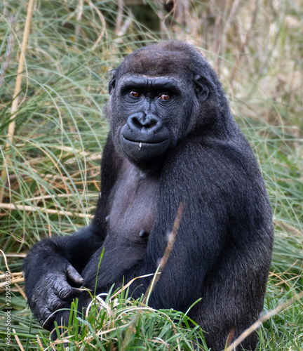 Western Lowland Gorilla, Gorilla gorilla © Holly Grogan