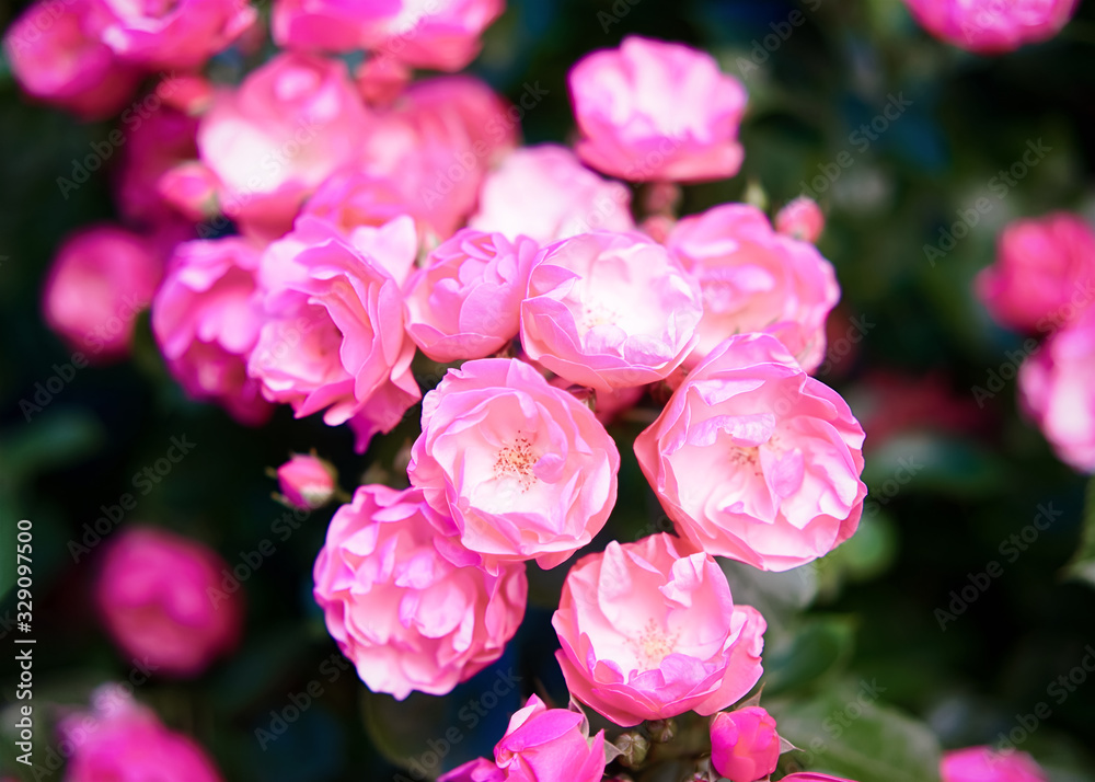 Chinese pink roses tree blooming dark green background Chinese pink roses tree blooming dark green background