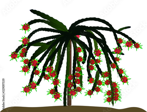 Dragon fruit, hylocereus, Dragon fruit from Thailand country
