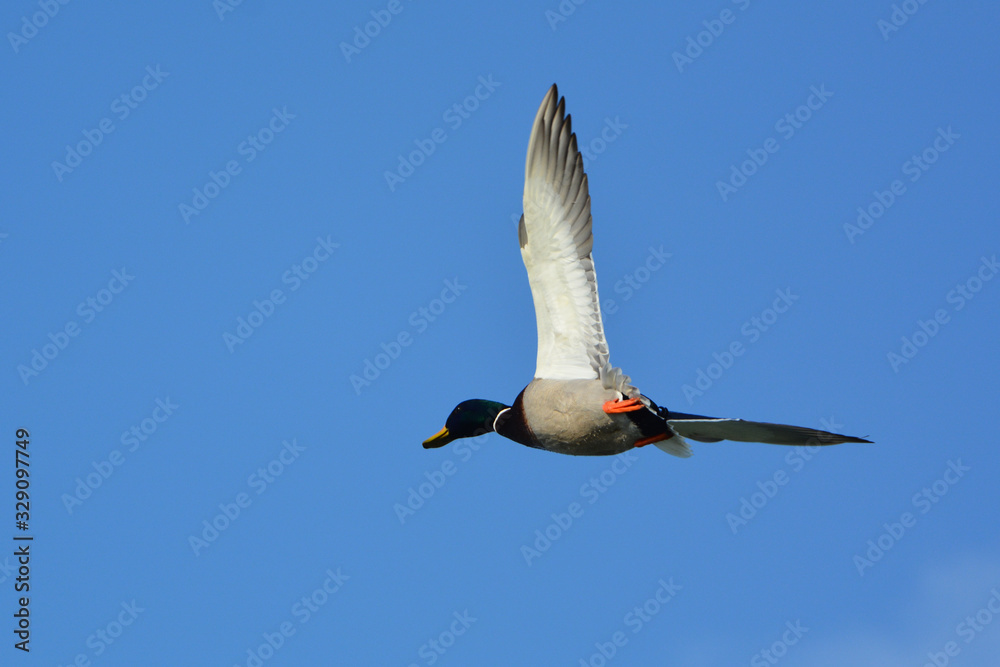 Obraz premium Mallard Duck drake in flight