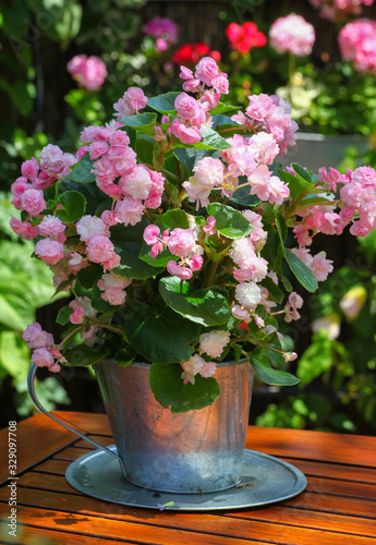 Fototapeta Naklejka Na Ścianę i Meble -  Beautiful pink flowers in metal shabby chic containers sitting on a wooden table surrounded by green plants on the patio