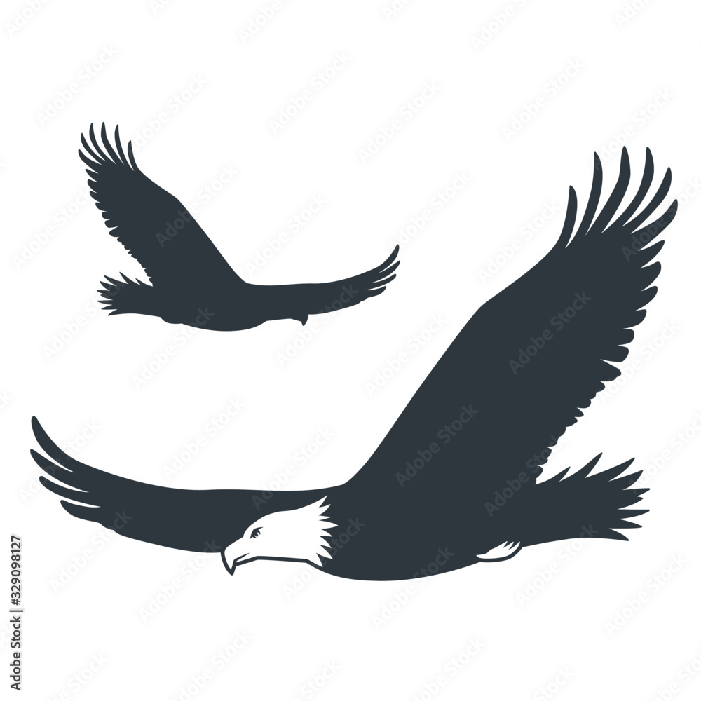 Obraz premium Silhouette flying eagle element wild nature animal