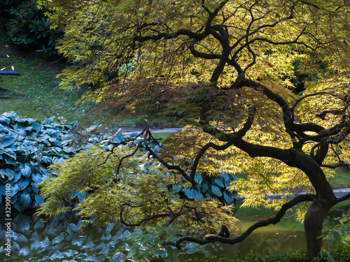 Fototapeta Naklejka Na Ścianę i Meble -  pond and japanese maple in park of villa Melzi, Bellagio, Italy
