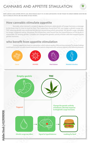 Cannabis and Appetite Stimuation vertical business infographic illustration about cannabis as herbal alternative medicine and chemical therapy, healthcare and medical science vector.