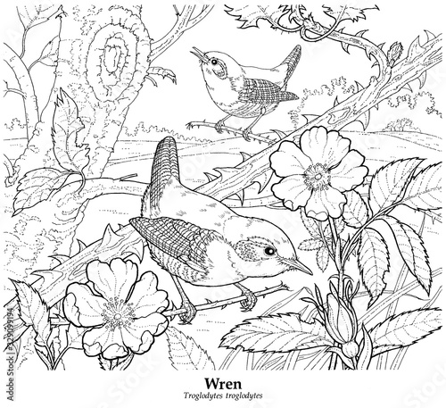 Wren. Troglodytes troglodytes. Common and widespread British resident. Seen in gardens and around hedgerows, etc. Forages in dense vegetation for insects and seeds.