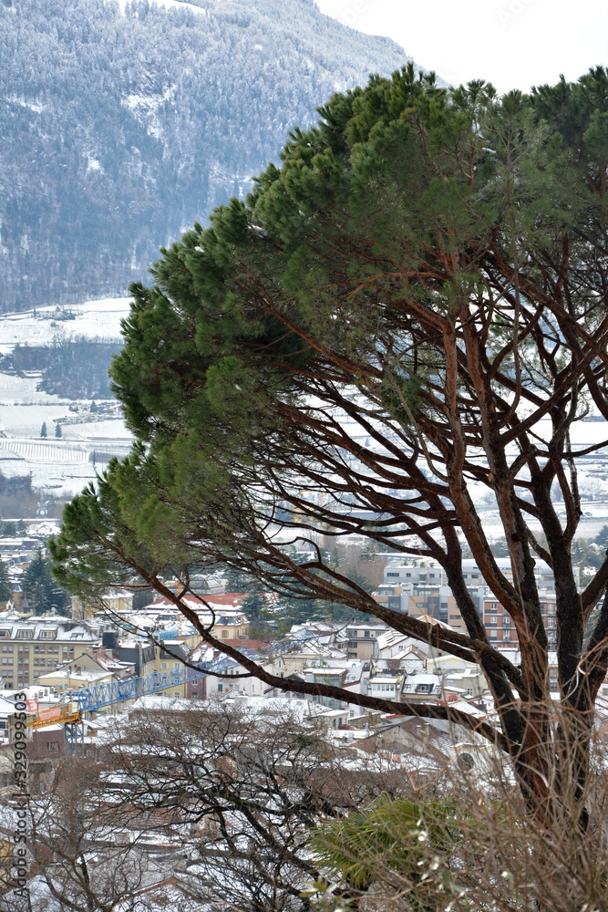 Tree and view from the slopes over the beautiful Alpine town of Meran / Merano in south Tyrol, covered in snow in the winter. 