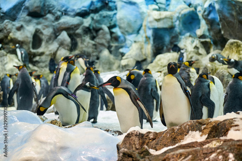 Big beautiful royal penguins in the aquarium